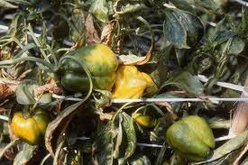 What are these small flying insects? Sweet Peppers Springerlink