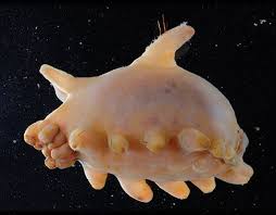 Pin On Under Water Worlds