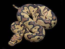 Fire Clown Morph List World Of Ball Pythons Ball Python Dream Snake Cute Snake