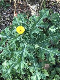 Image result for Argemone