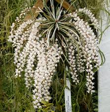 Image result for Microcoelia exilis