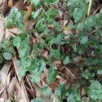 Image result for Oxalis depressa