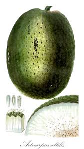 Image result for Bosqueiopsis