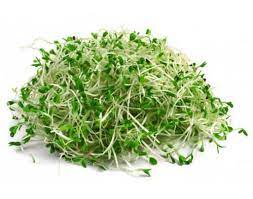 Check spelling or type a new query. Organic Alfalfa Grass Juice Garden Of Life