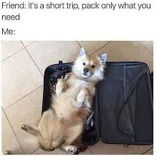 Download the fascinating animal memes clean funny. Hilarious Animal Memes To Start Your Week With A Smile