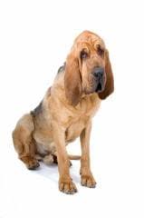 Belgrade city, republic of ser. Saint Hubert Un Chien Au Flair Qui Assure Actualite Chien Santevet