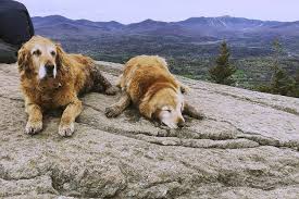 Where are golden retrievers from? Baylor Golden Retriever Who Joined Stowe Hikers Dies At 12