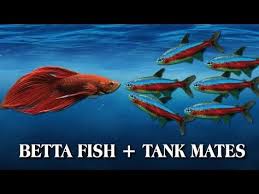Compatible Tank Mates For Betta Fish Youtube In 2020 Betta Fish Tank Mates Betta Fish Tank Betta