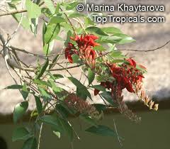 Image result for Erythrina fusca