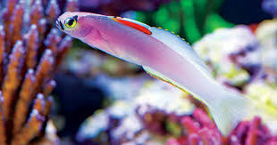 Fish water care, free shipping & low prices, shop now! Marine Aquariums Responsibilities Of Owning A Saltwater Aquarium