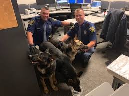 Below are our newest added german shepherd dogs available for adoption in michigan. 3 German Shepherds Rescued By State Police Returned To Owners