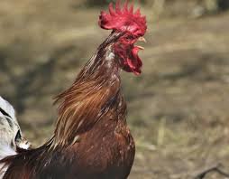 If you are fortunate, you may get a rooster that enjoys lap time with you, and that is fabulous that he will do that. 12 Ways To Stop A Rooster From Crowing Cooped Up Life