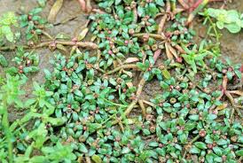 Image result for Elatinaceae