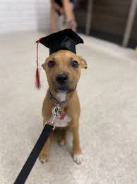 Where you're welcome, so are your furry friends. Posh Pets Rescue 359 Photos 209 Reviews Animal Shelters 770 Park Pl Long Beach Ny Phone Number