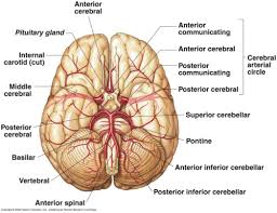 Blood is also supplied to the brain by the vertebral a. Brain Anatomy Physiopedia