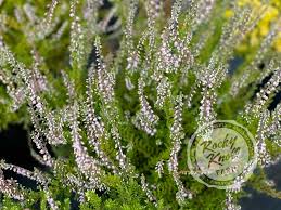 Image result for Calluna vulgaris