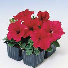 Petunia Grandiflora Seed Red Petunia Flower Seeds