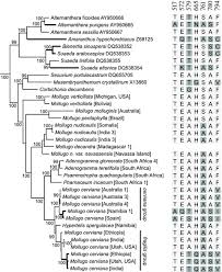 Image result for Pharnaceum brevicaule