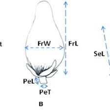 Image result for Pentadesma reyndersii