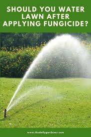 Cooler regions with higher rainfall will not need as much lawn watering. Should You Water Lawn After Applying Fungicide