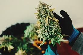 Und rebel, was für kampf, rebellieren oder sich widersetzen steht. Ist Es Besser Cannabis Fruh Oder Spat Zu Ernten Rqs Blog