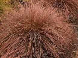 Image result for Cyperus tenuiculmis