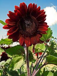 25 Red Velvet Queen Sunflower Helianthus Annuus Flower Seeds Red Sunflowers Red Plants Flower Seeds