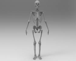 Skeleton Low Poly And High Poly 3d Model 3d Model 3d Model Low Poly Low Poly 3d Models