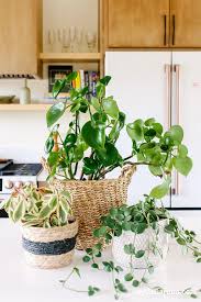 Image result for Peperomia molleri