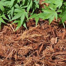 Maybe you would like to learn more about one of these? What Is Gorilla Hair Mulch Its Benefits And How To Use Sumo Gardener