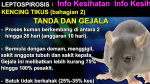 Sangat penting untuk mengenali simptom kencing tikus supaya boleh mendapatkan rawatan segera. Info Kesihatan Kencing Tikus Bahagian 2 Youtube