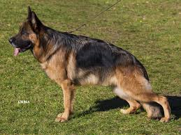 Va Mira Von Stadt Spenge Ipo3 Kkl Female German Shepherd German Shepherd Dogs