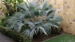 It is widely planted as an ornamental. Growing Mexican Blue Fan Palm In Canada Youtube