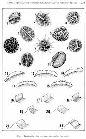 Image result for Asplenium centrafricanum