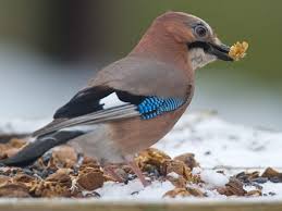 Bildergebnis für Vögel futtern