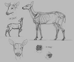 Here presented 50+ deer anatomy drawing images for free to download, print or share. 140 Deer Anatomy Ideas