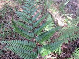 Image result for Arachniodes webbiana