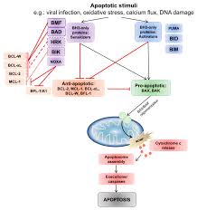 6:50 n1nth g4ming 9 647 просмотров. Cancers Free Full Text Targeting Mitochondrial Apoptosis To Overcome Treatment Resistance In Cancer Html