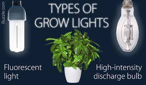 A Brief Guide To Choosing The Best Grow Lights For Indoor Plants Gardenerdy
