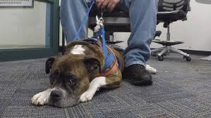 These clues will help you tell if a service animal is real or not. Asheville S New Policy Takes Aim At Fake Service Dogs Wlos