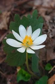 Maybe you would like to learn more about one of these? Trees Native To East Tennessee Shefalitayal