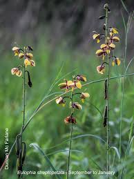 Image result for Eulophia angolensis