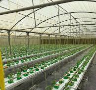 Supply G&N Hydroponic Substrate Trough Gutter Growing System ...