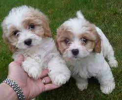 Paws 'n' pups provides details like cost, personality, diet & training plus breeders & puppies for sale. Adonic Cavachon Puppies For Sale Adoption From Quebec Capitale Nationale Adpost Com Classifieds Canada 57453 Ad Cavachon Puppies Cavapoo Puppies Puppies