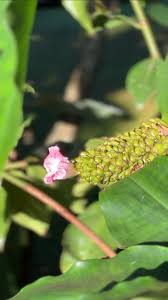 Image result for Costus afer