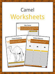 Camels' humps consist of stored fat, which they can metabolize when food and water is scarce. Camel Facts Worksheets Origin Description Adaptations For Kids