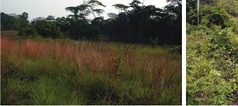 Image result for Eriosema tisserantii