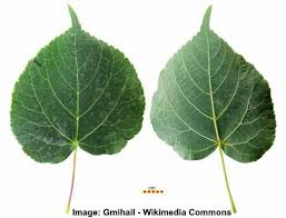 It does not tolerate wet conditions, severe drought, pollution, or salt spray. Linden Trees Types Leaves Flowers Bark Identification With Pictures