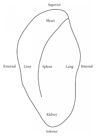 The five viscera score (fvs) is a diagnostic scale for traditional chinese medicine (tcm). The Five Viscera Distribution Of Ear In Traditional Chinese Medicine Download Scientific Diagram