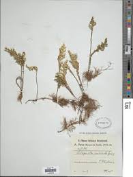 Image result for Selaginella imbricata